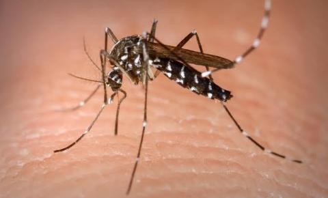 Piauí tem aumento no número de casos de dengue
