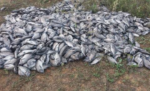 Mais de 10 mil peixes morrem de forma misteriosa na barragem de Algodões II
