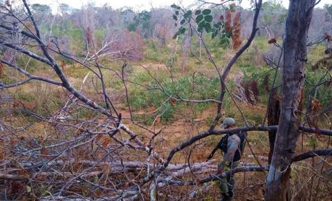 CRIME AMBIENTAL: Polícia Militar apreende 519 toras de Aroeira em área de desmatamento ilegal em Curimatá